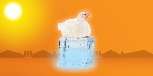 Most commercial broiler farms utilize an evaporative system to provide cooling during hot weather.  Although there is no substitute for regular maintenance and cleaning, choosing the right system can reduce repairs.  We compare several key features of Hog Slat's Evap System against competitive brands.