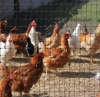 Picture of CintoFlex 4' Mesh Poultry Netting