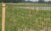 Picture of C-Flex Deer Fence