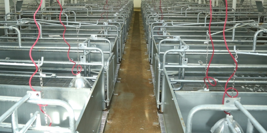 Remodeling project increases farrowing crate footprint.