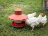 FARMSTEAD "Flex" 22 LB Metal Chicken Feeder w/ Chickens