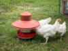 "Flex" Metal Chicken Feeder w/ Rain Hat & Chickens