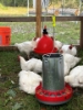 FARMSTEAD "Flex" 22 LB Metal Chicken Feeder Hanging w/ Chickens Feeding