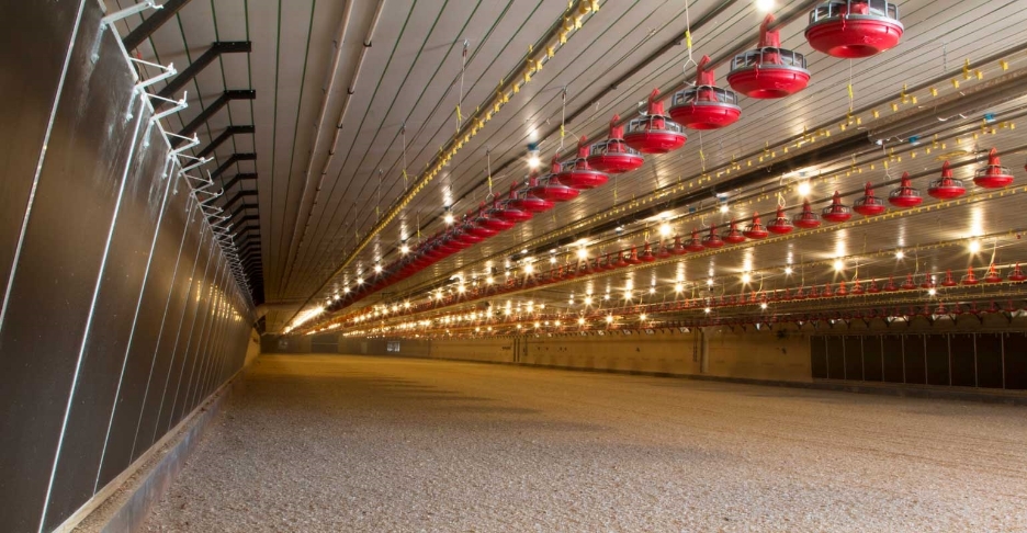 Preparing poultry houses for extended out times