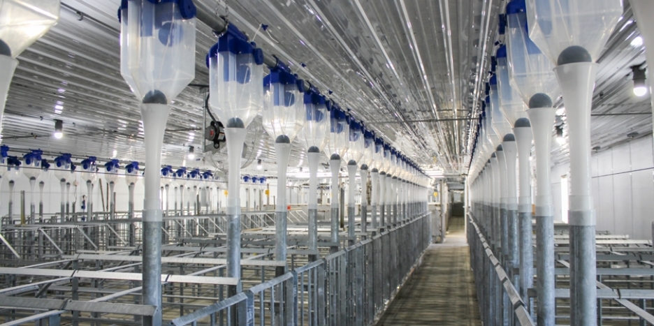 Boar stud utilizes air-conditioned ventilation system in new facility