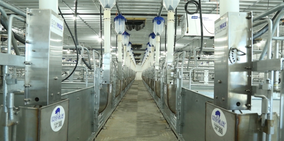 Labor-friendly automated sow feeding