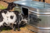 Picture of Behlen Country® 4' Farmstead Steel Oval Tank 