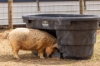 Picture of Behlen Country® 100 Gal Rigid Poly Stock Tank  w/ Drinker