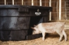 Picture of Behlen Country® 100 Gal Rigid Poly Stock Tank  w/ Drinker