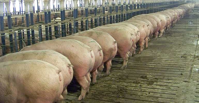 sows eating in stanchions