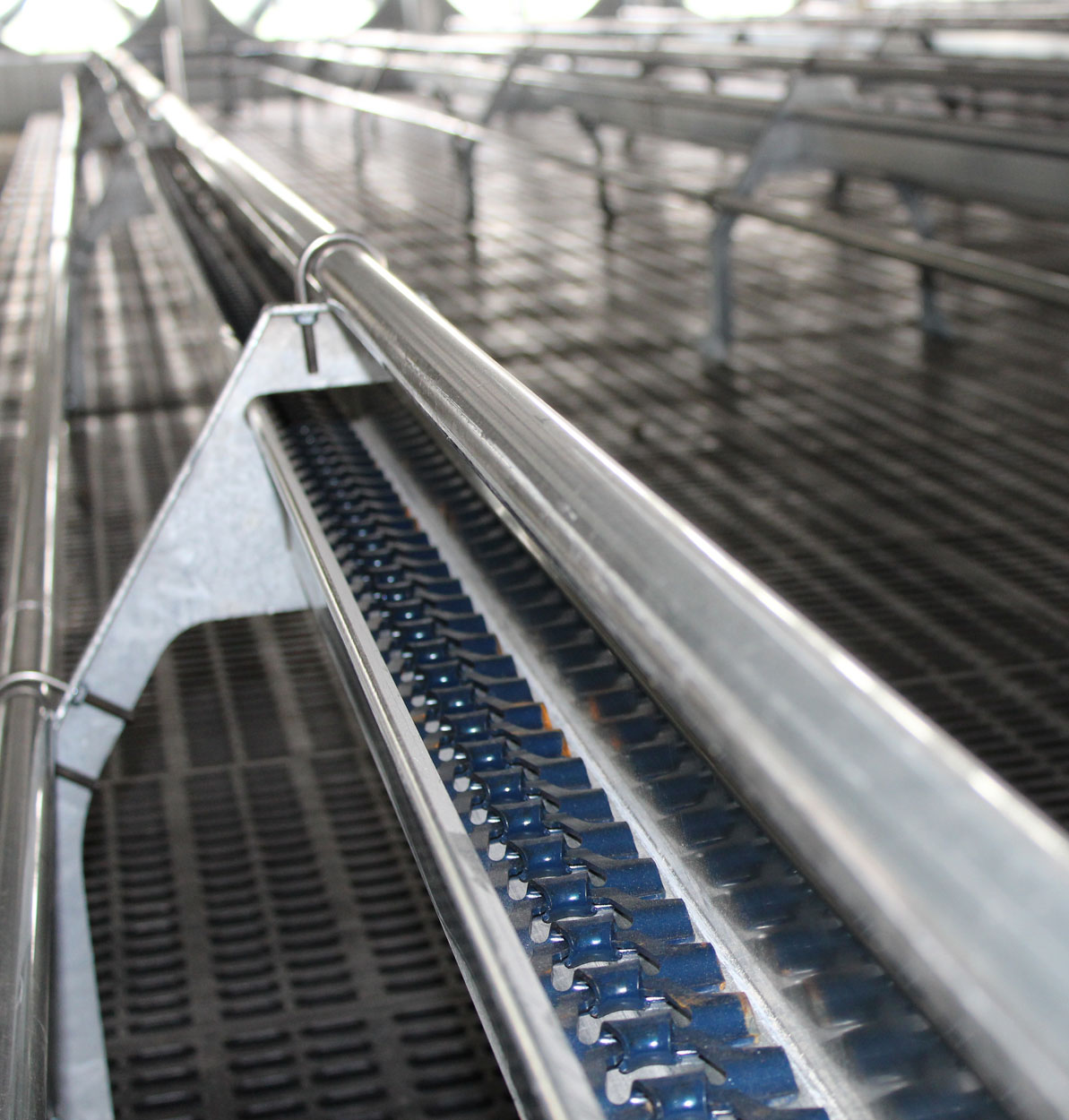 GrowerSELECT® chain feed system trough and chain installed in a newly constructed pullet barn.