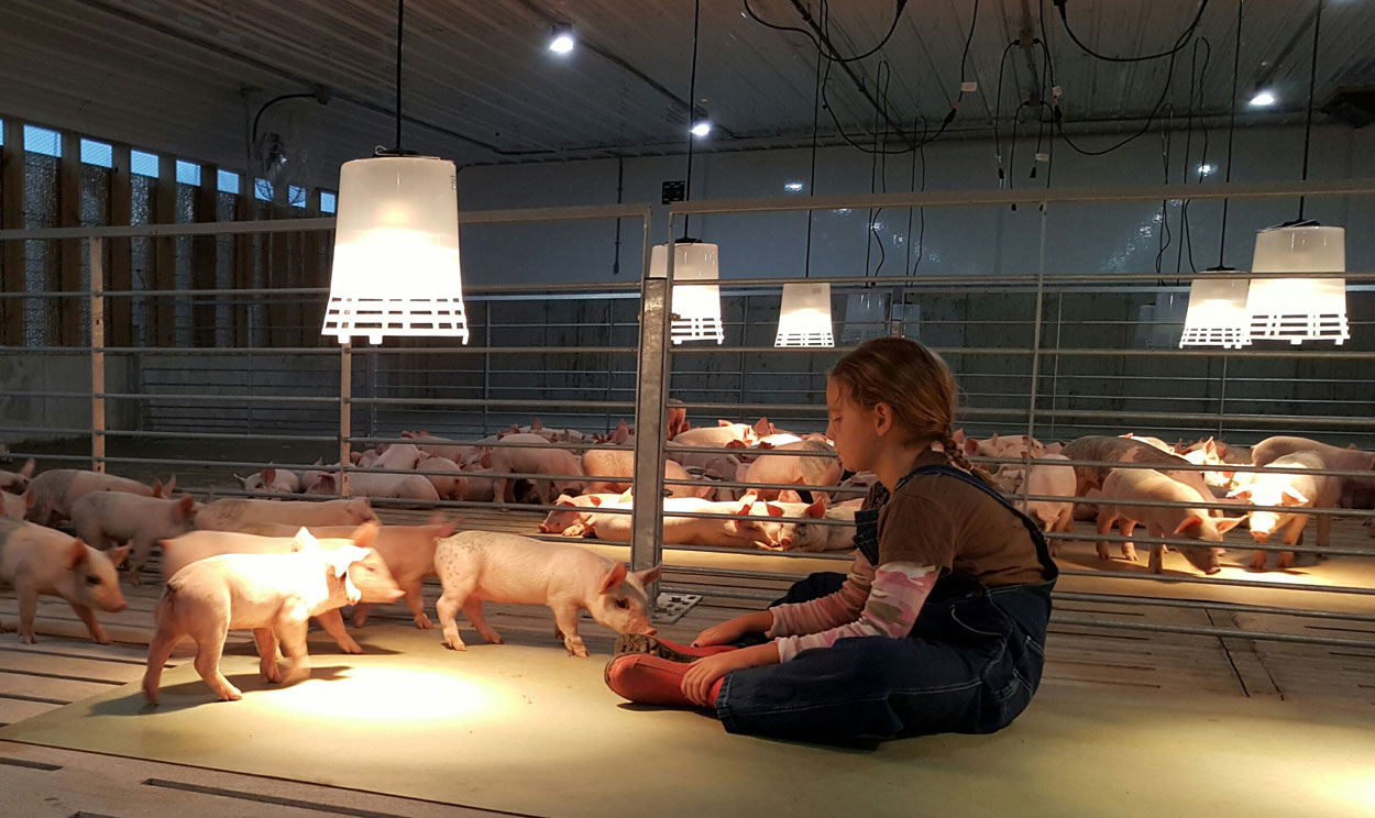 The Hog Slat® Poly Heat Lamp is a quality supplemental heat option for piglets in farrowing and young pigs after weaning.
