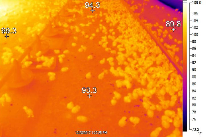 This thermal image shows litter temperatures on the poultry house floor between the feed line and side wall. The gradient heat distribution patterns of radiant tube heaters allow poultry to move around the barn to areas where they are most comfortable. 