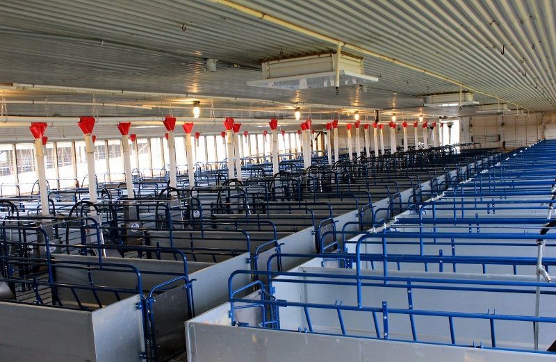 farrowing crates (800x521)