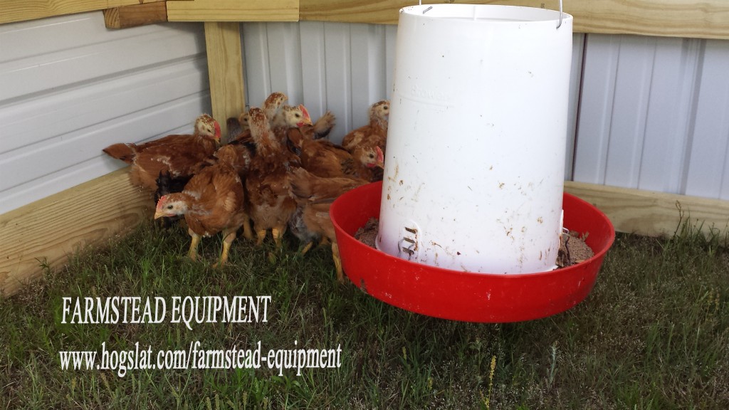 Chickens in Outdoor Tractor_Inside