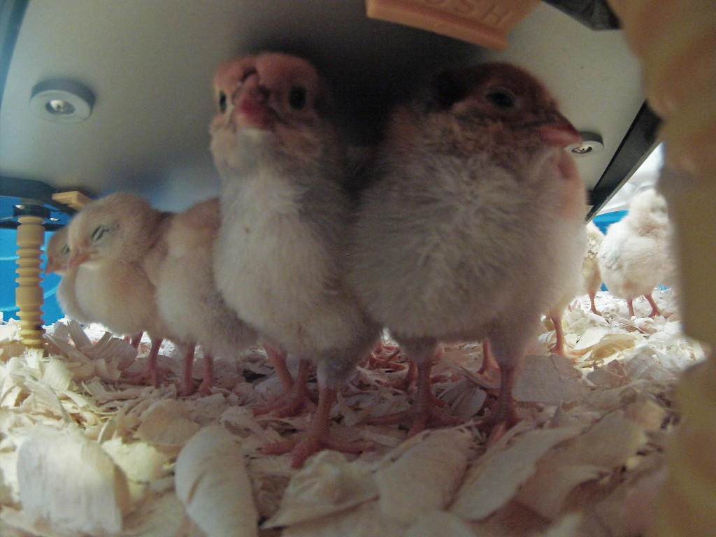 Chicks under Comfort Heating Plate for Chicks
