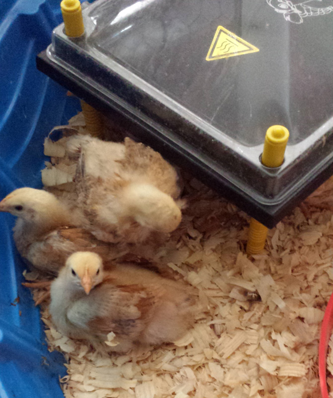 Chicks next to heating plate