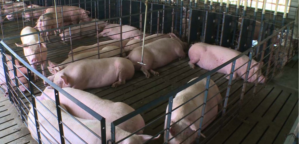 Totally slatted flooring used in group sow housing.