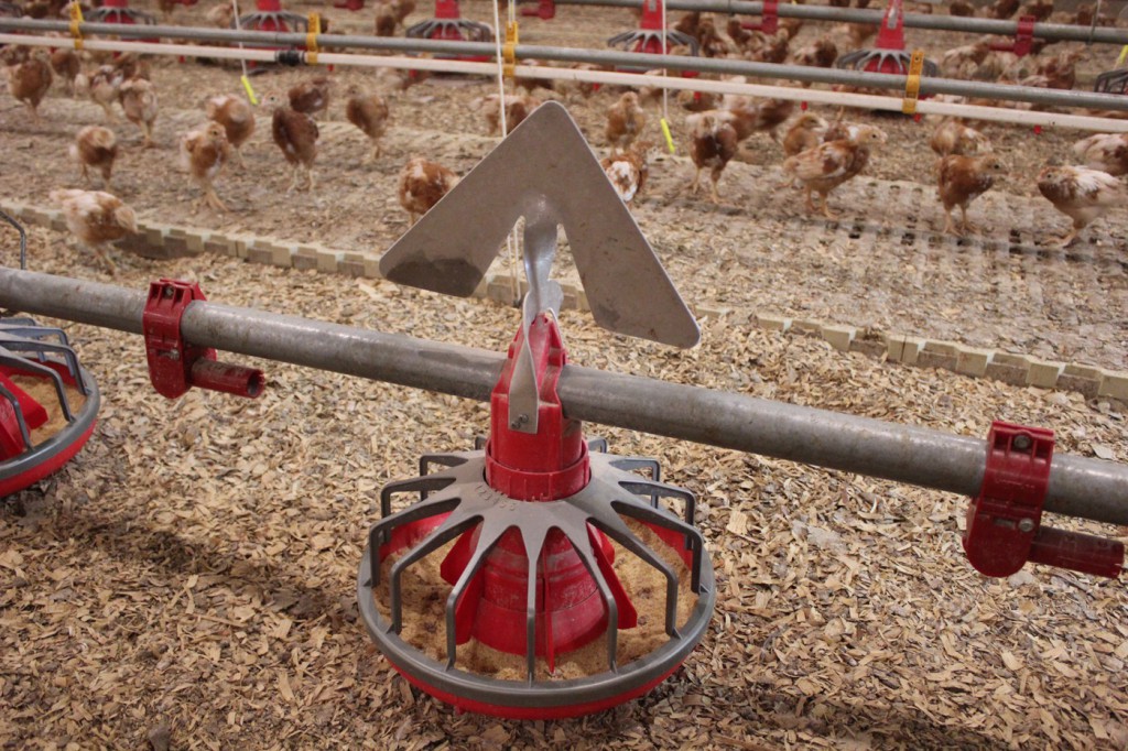 Anti-roosting fixtures above pan feeders