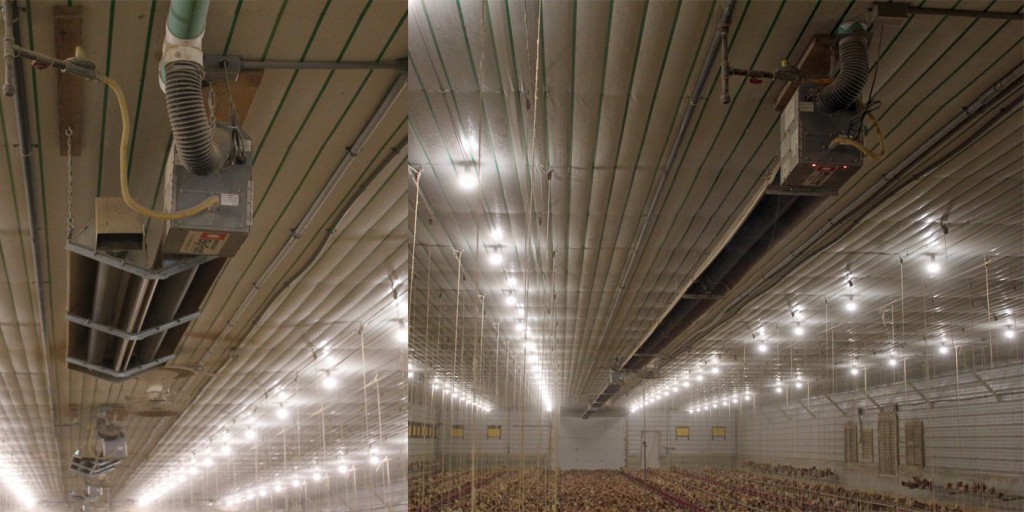 Big Foot Brooders in Brooder area with GroTube brooders.