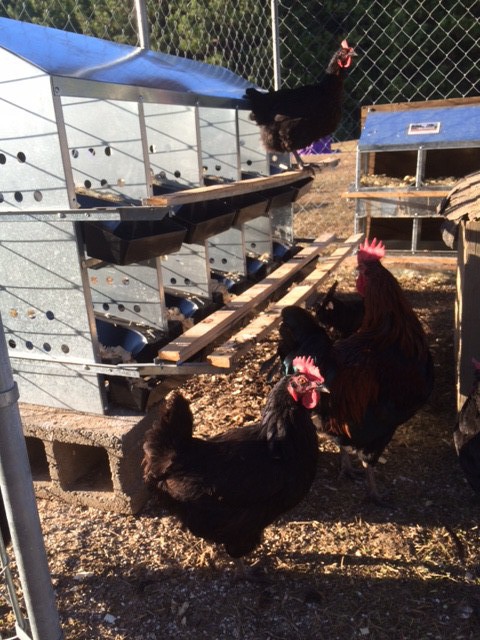 Clifton Ridge hens adapt to new nests