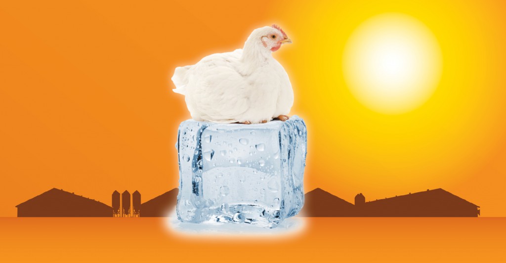 Ice Cube Chicken