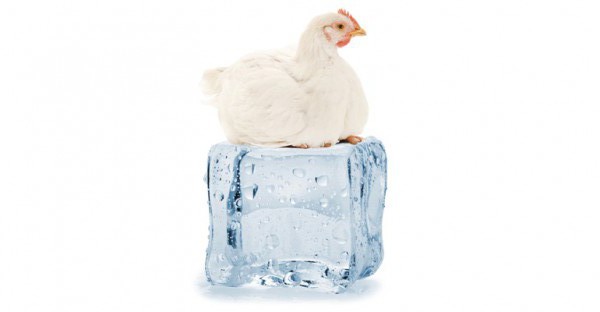 Ice-Chicken-web