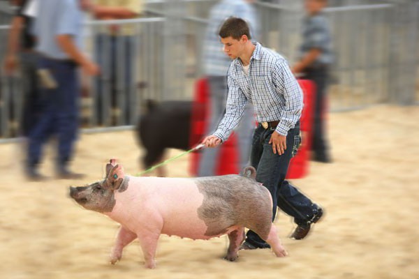 show-pigs_3-blur